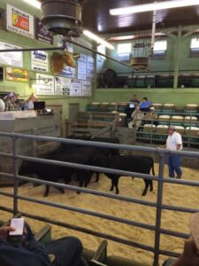 Polyface Farm Summer Internship: Week 15 Image